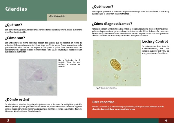 quistes de giardia en heces