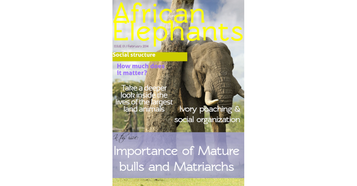 African Elephants February 2014