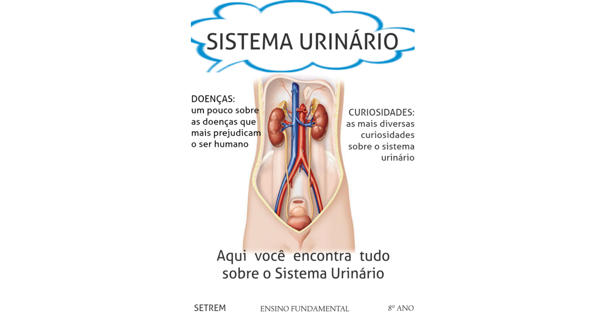 Sistema Urinário Sistema Urinário