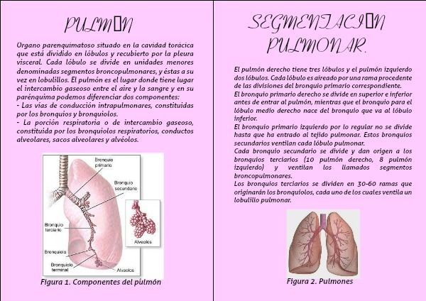 segmentos broncopulmonares