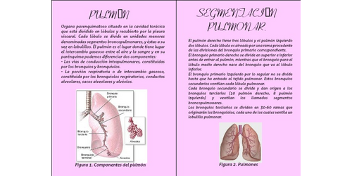 segmentos broncopulmonares